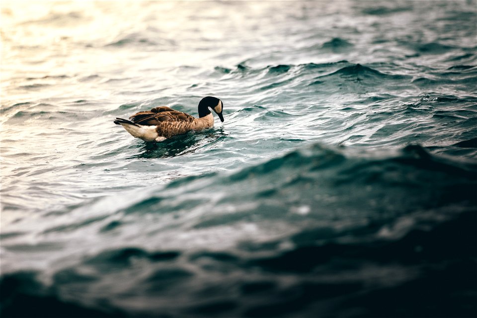 Lonely Duck photo