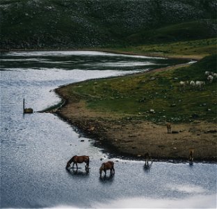 Wild Horses photo