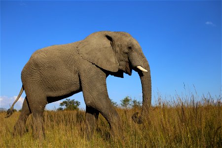African Bush Elephants photo