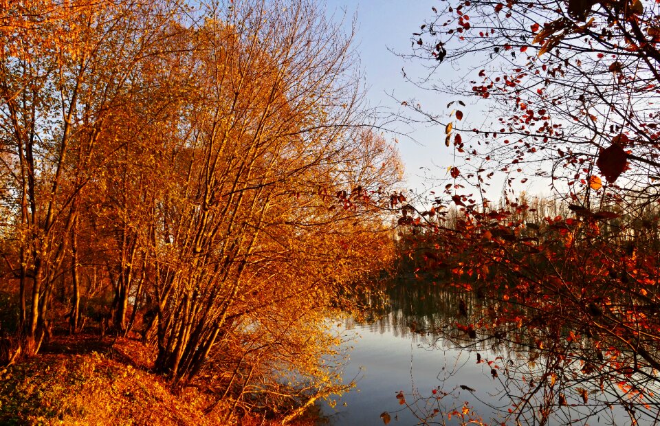 Lake autumn trees