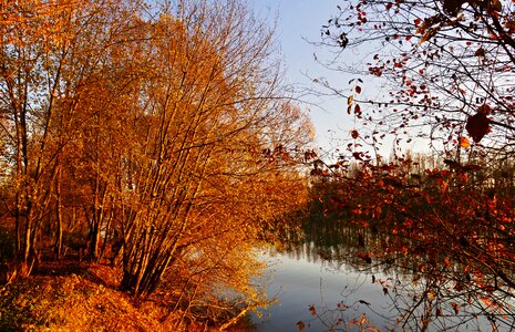 Lake autumn trees photo