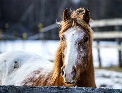 Horse portrait photo