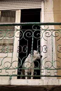 Dog on the window photo