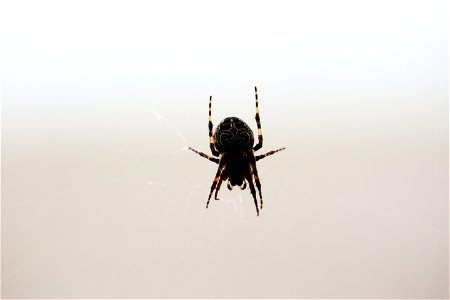 Spider Spins A Web photo