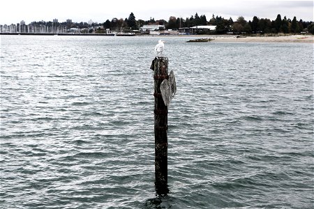 Seagull On A Pole photo