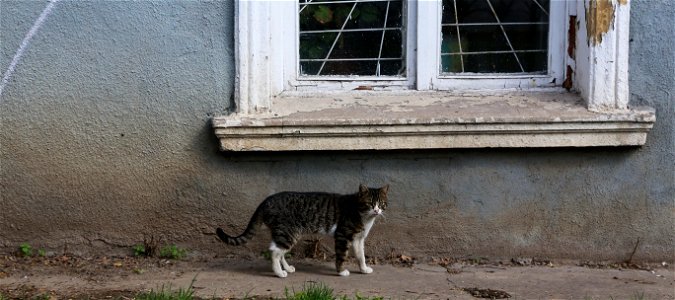 Cat of the Ukraine photo