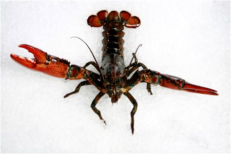 Meeting With A Lobster photo