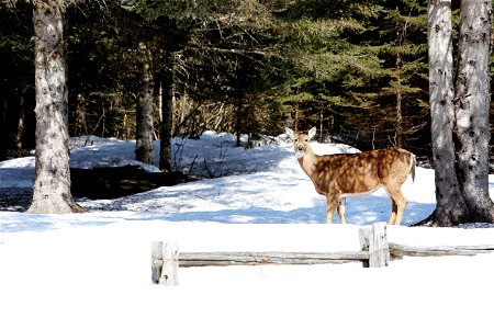 Deer in Winter Forest photo