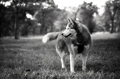 Dog Portrait photo