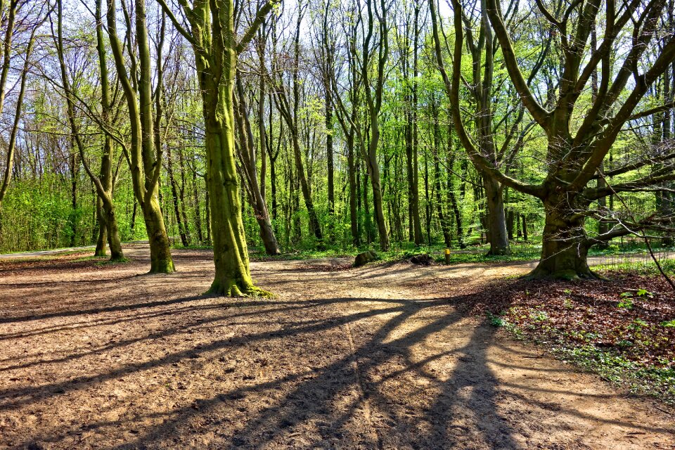 Foliage forest path