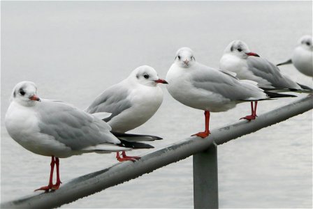 Seagulls Meeting photo