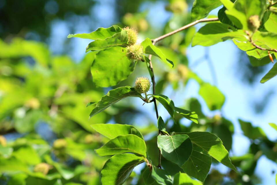 Nature spring green