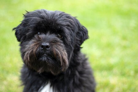 Puppy pet animal