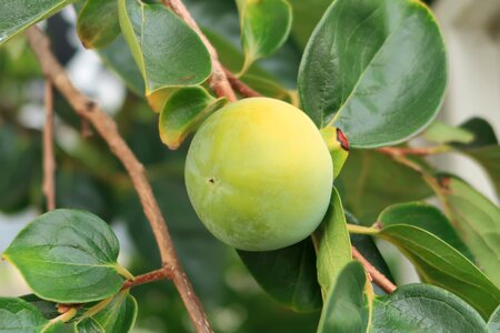 Leaf outdoors agriculture
