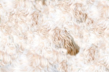 Dog pelt pattern photo