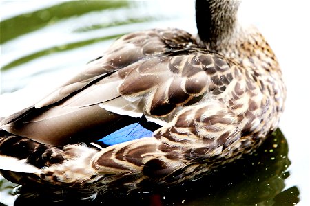 Duck Feathers photo
