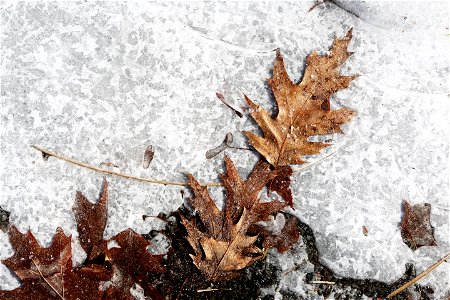 Icy Leaves photo
