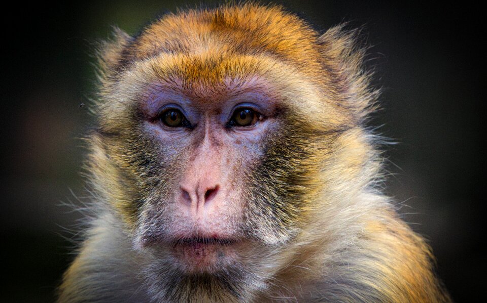 Animal mammal primates