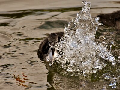 Waters nature waterfowl