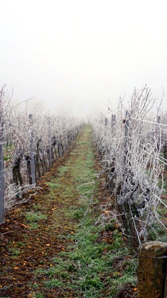 Winter wintry frozen