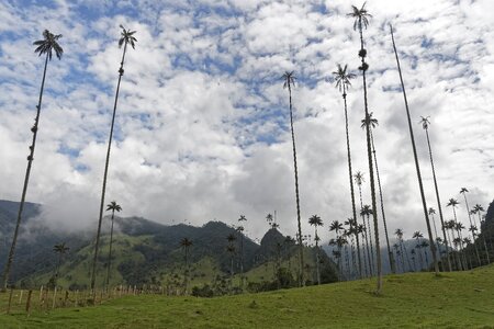 Valle del cocora tree landscape