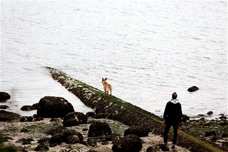 Man & Dog At The Beach photo