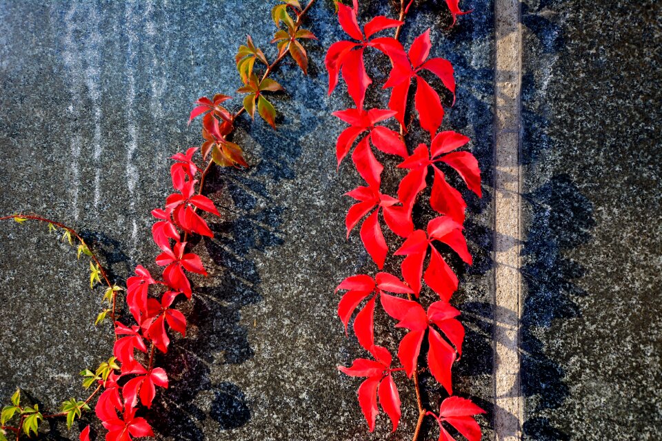 Emerge wall entwine