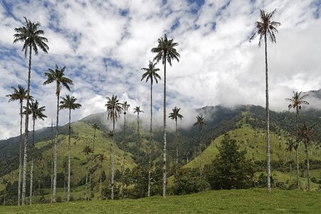 Valle del cocora tree landscape