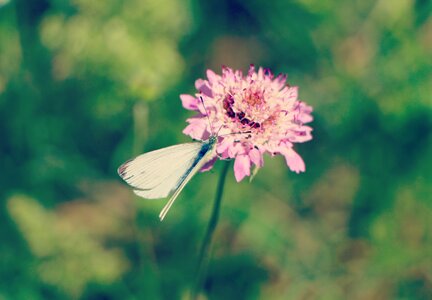 Butterfly flowers summer photo