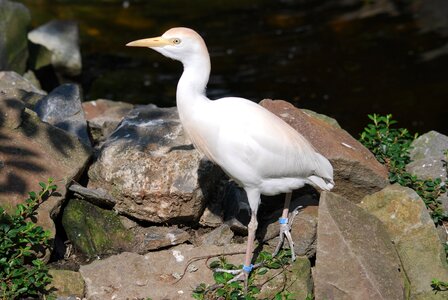 Animal zoo beak