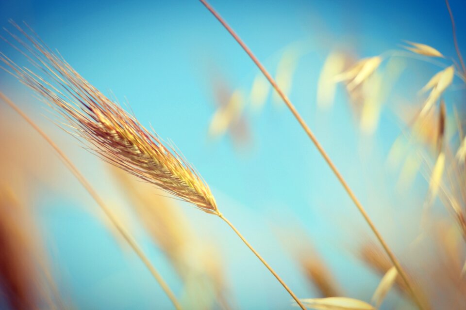 Field green freedom