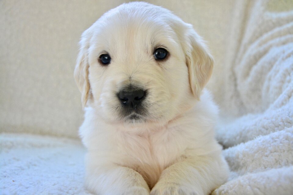 Bitch golden puppy miss orange golden retriever puppy