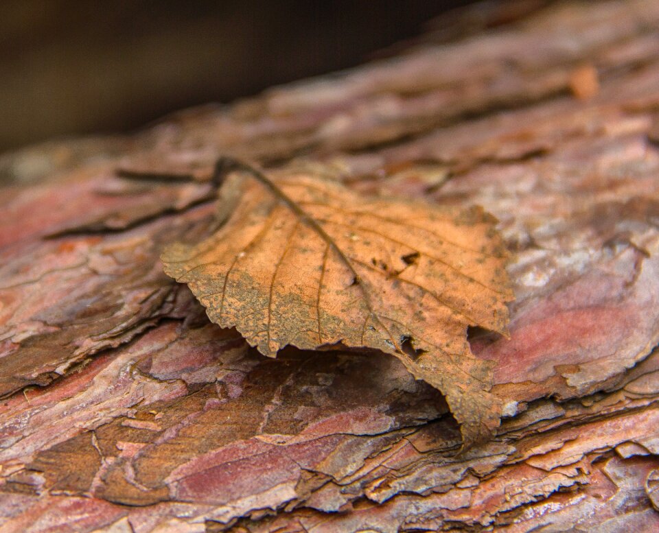 Nature brown season photo