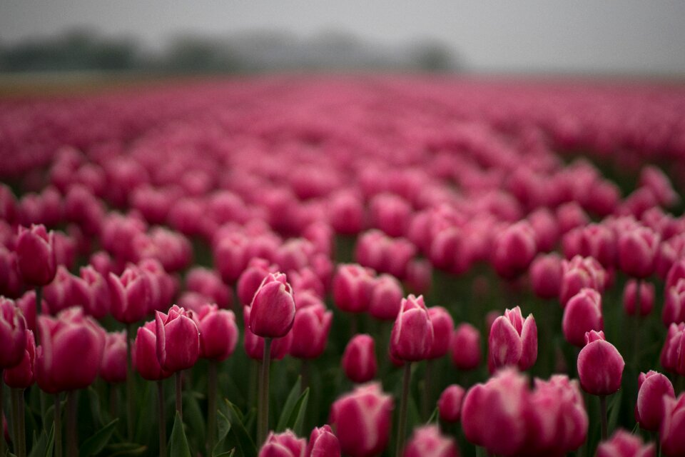 Field color flowering