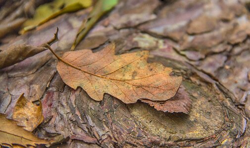 Autumn nature oak photo
