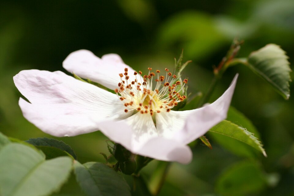 Flowering spring nature