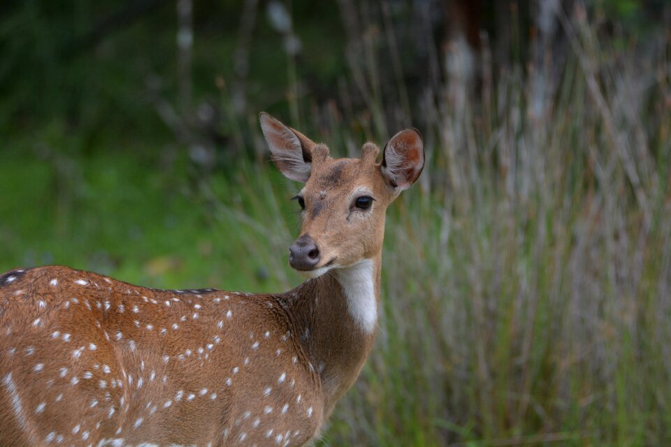 Outdoor nature animal