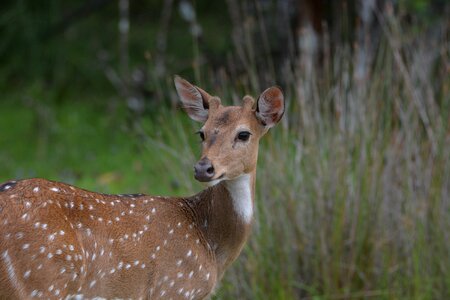 Outdoor nature animal