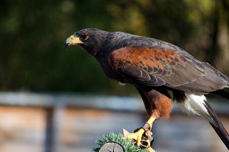 Raptor bill plumage