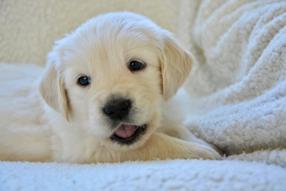 Golden retriever puppy miss violet golden dog breed