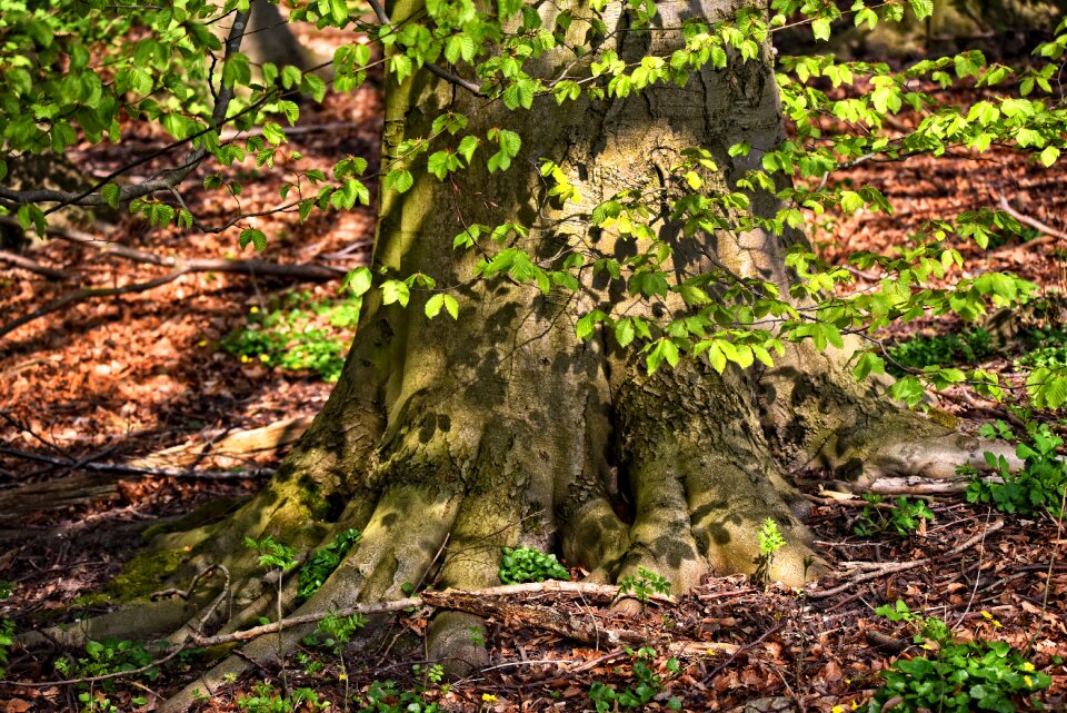 Branch foliage old tree