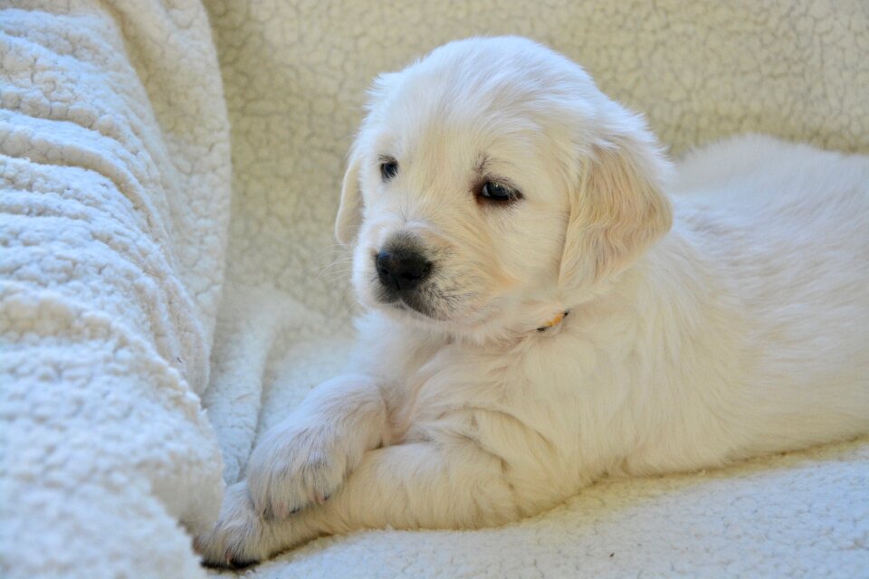 Golden retriever puppy miss yellow golden dog breed