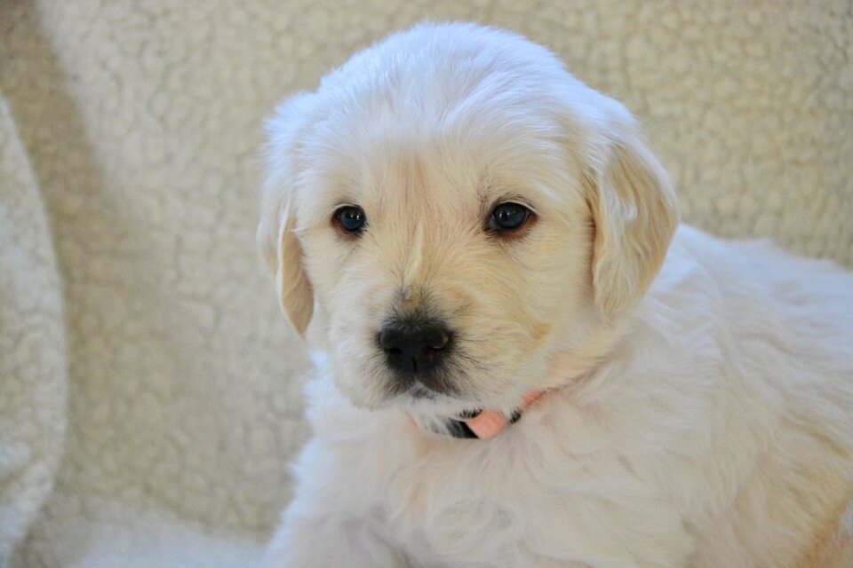 Golden retriever puppy dog breed miss pink puppy golden