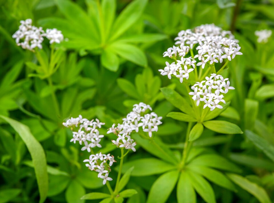 Herbs spice plant