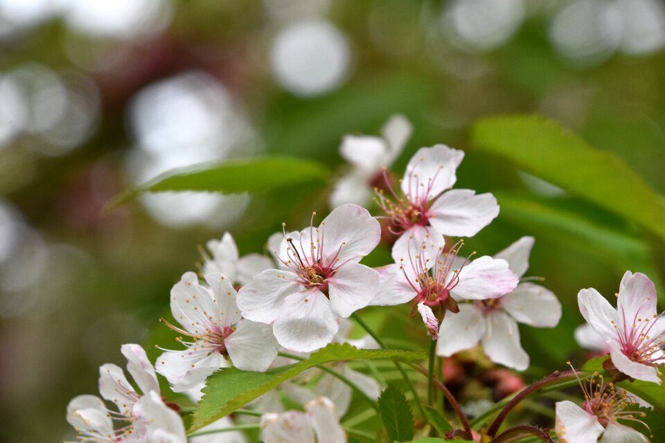 Garden leaf white flowers