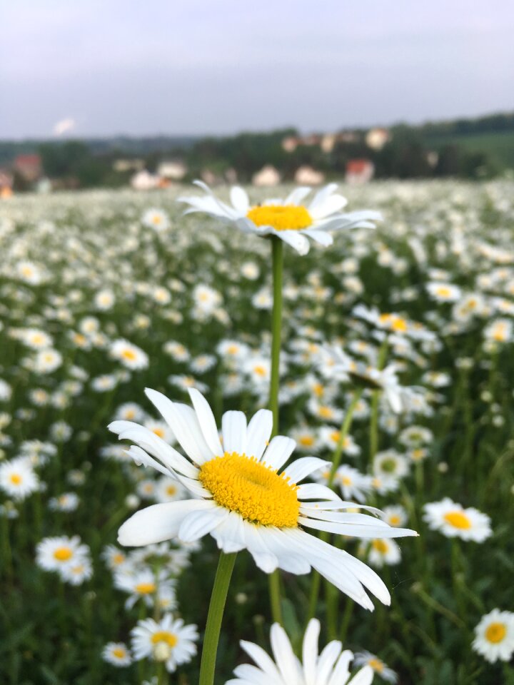 Paid feverfew blossom bloom