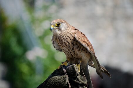 Bird of prey nature feather