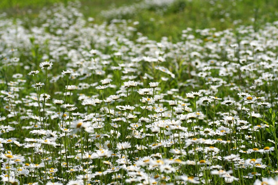 Nature petals spring