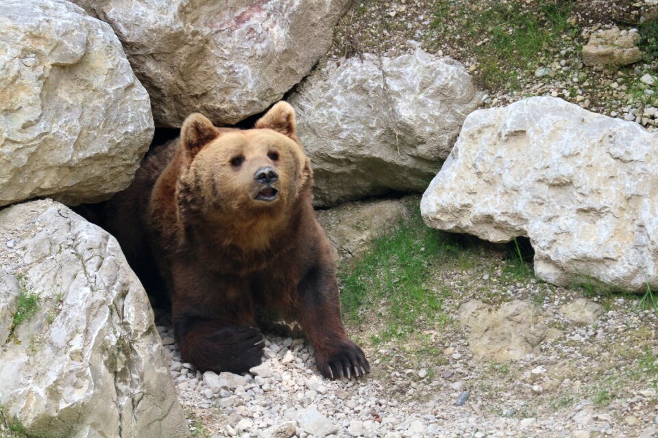 Wildlife park tierpark berlin-grünau austria