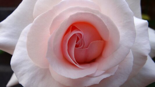 Summer flora flower